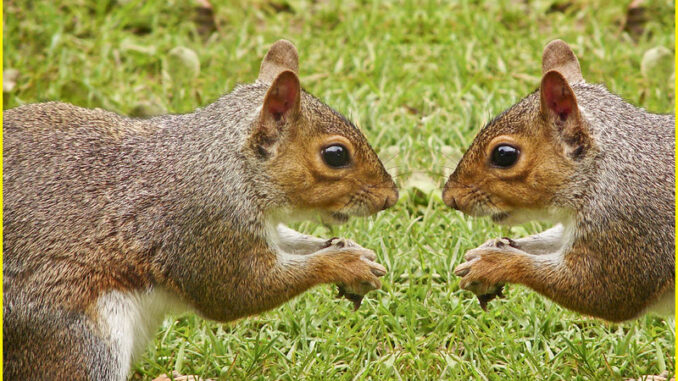 Squirrels